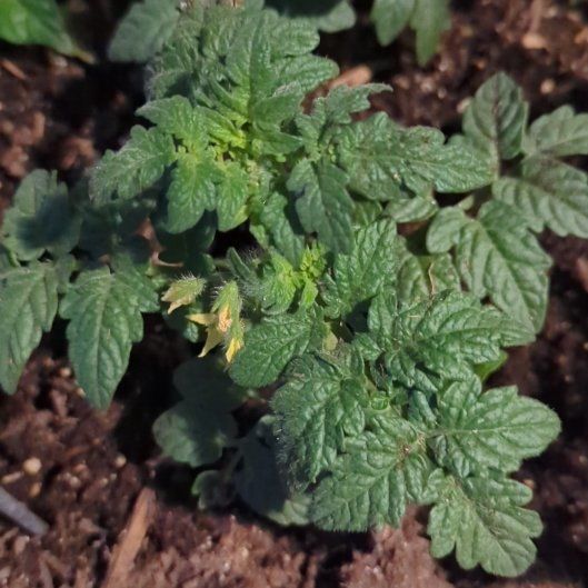 Photo of the plant species Husky Red Cherry Tomato by @BuddingWhitefir named Pico on Greg, the plant care app