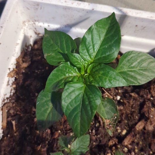 Photo of the plant species Bell Pepper 'Better Bell' by @BuddingWhitefir named Pipari on Greg, the plant care app