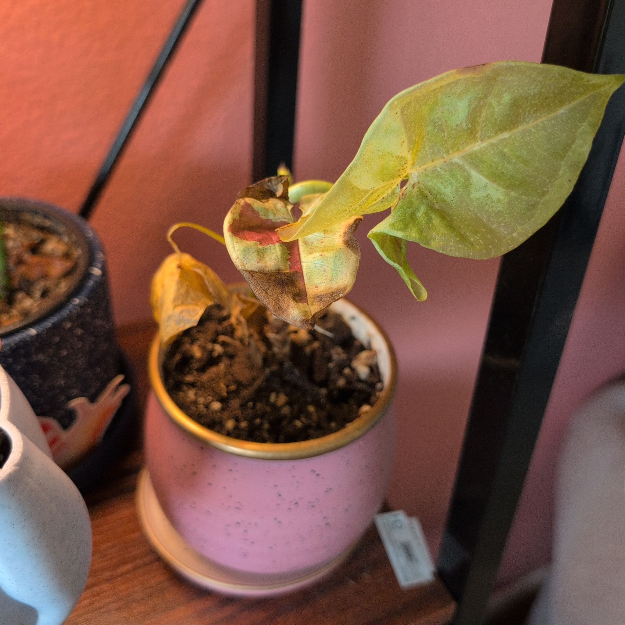 Photo of the plant species Milk Confetti by @BackupDigitfern named Sonora on Greg, the plant care app