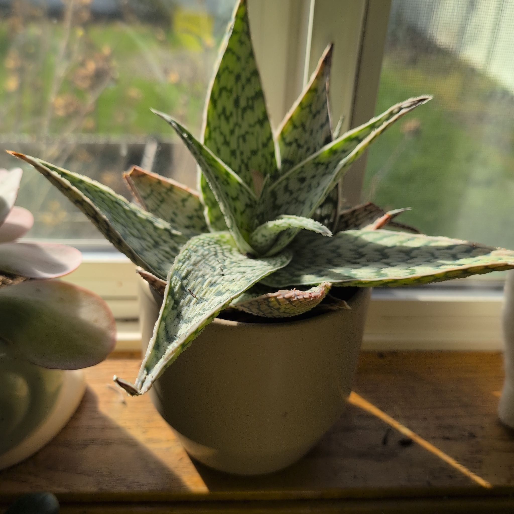 Photo of the plant species Aloe 'Delta Lights' by @BackupDigitfern named Harper on Greg, the plant care app