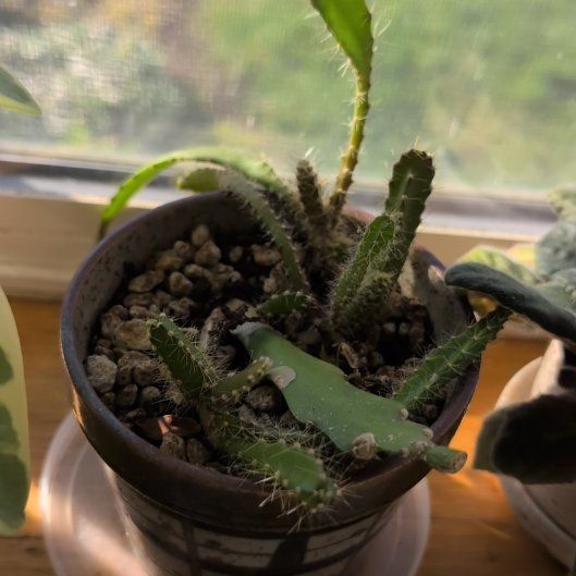 Photo of the plant species Red Orchid Cactus by @BackupDigitfern named da Vinci on Greg, the plant care app