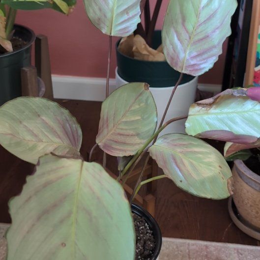 Photo of the plant species Northern lights by @BackupDigitfern named Sigmund on Greg, the plant care app
