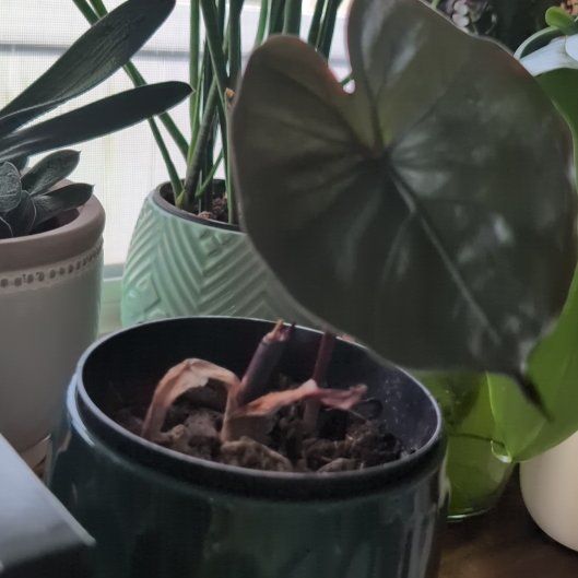 Photo of the plant species Alocasia Yucatan Princess by @BackupDigitfern named Mollie on Greg, the plant care app