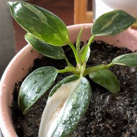 Plant care for Snowdrift on Greg, the plant care app