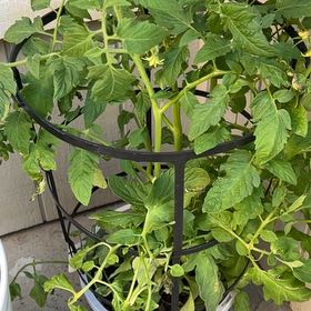Photo of the plant species Tomato by @ZingyGreenalder named Mollie on Greg, the plant care app