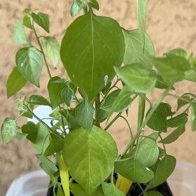 Photo of the plant species Tepin Pepper by @AmazingFantasy named Shakira on Greg, the plant care app