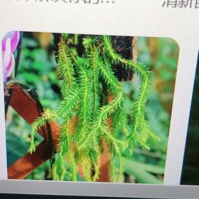 Photo of the plant species Red Pine by @YesLenophyllum named Bella on Greg, the plant care app