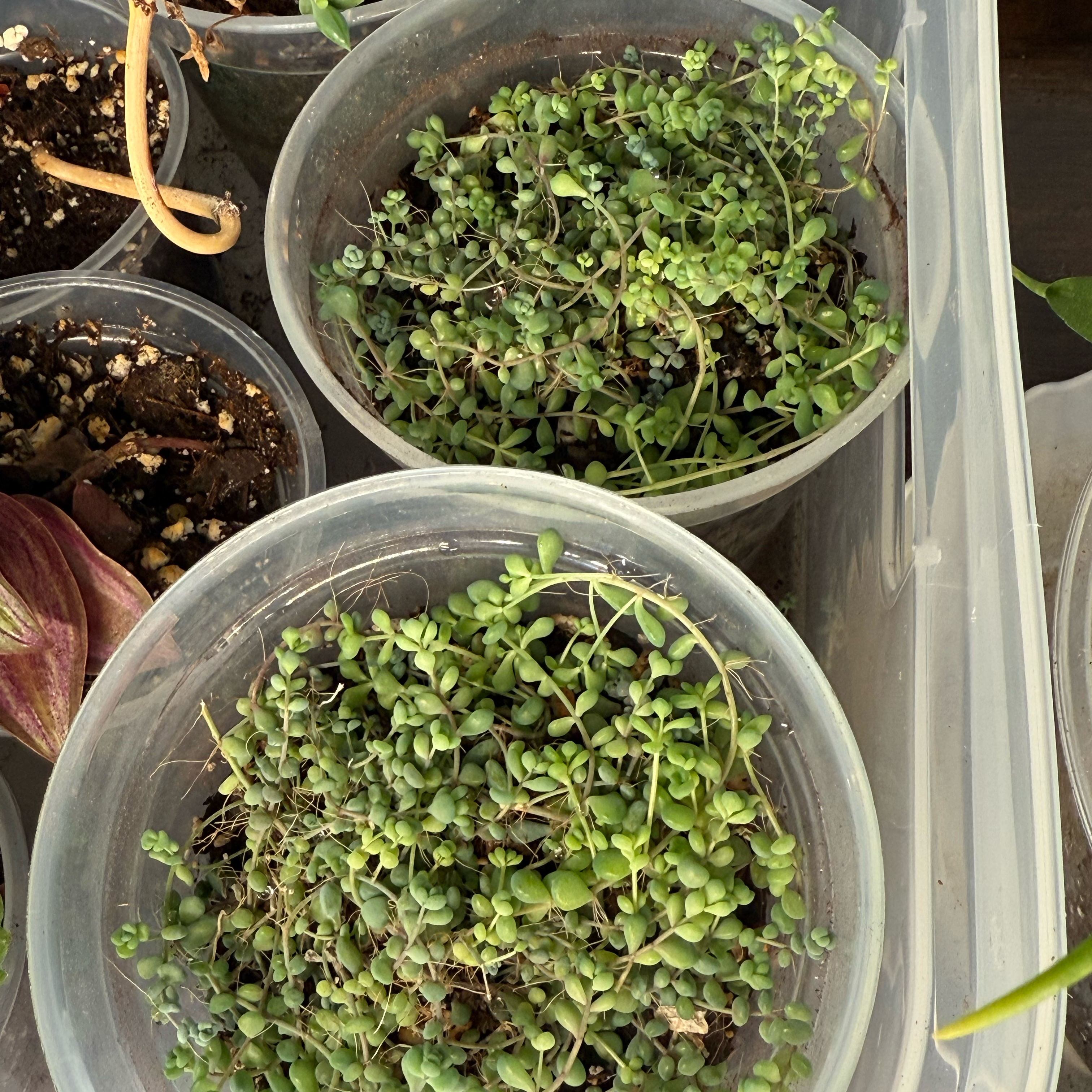 Photo of the plant species Corsican Stonecrop by @DezJungle named Marilyn on Greg, the plant care app