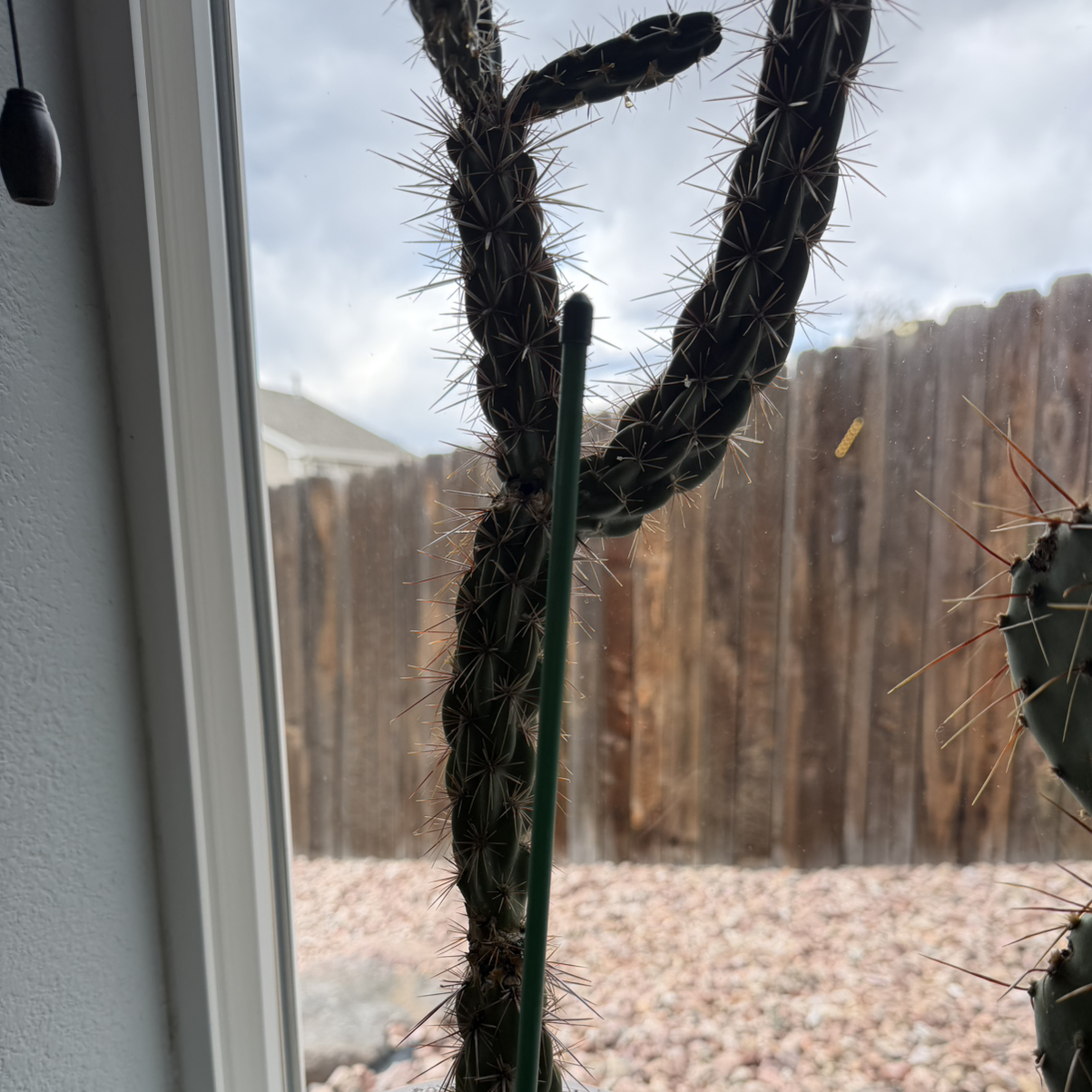 Photo of the plant species Octopus Cactus by @DezJungle named Octopus Cactus on Greg, the plant care app