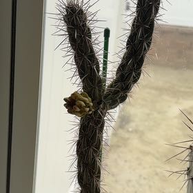 Photo of the plant species Octopus Cactus by @DezJungle named Octopus Cactus on Greg, the plant care app