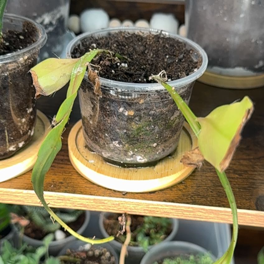 Photo of the plant species Hooker's Orchid Cactus by @DezJungle named Maya on Greg, the plant care app