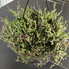 Photo of the plant species Ruby Necklace by @DezJungle named Pickle on Greg, the plant care app