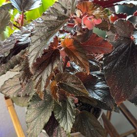Photo of the plant species Polka Dot Begonia by @DezJungle named Angel Wing on Greg, the plant care app