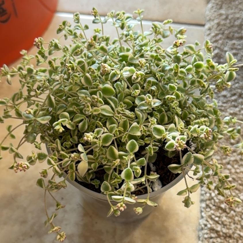 Photo of the plant species Sedum 'Little Missy' by @DezJungle named Missy on Greg, the plant care app