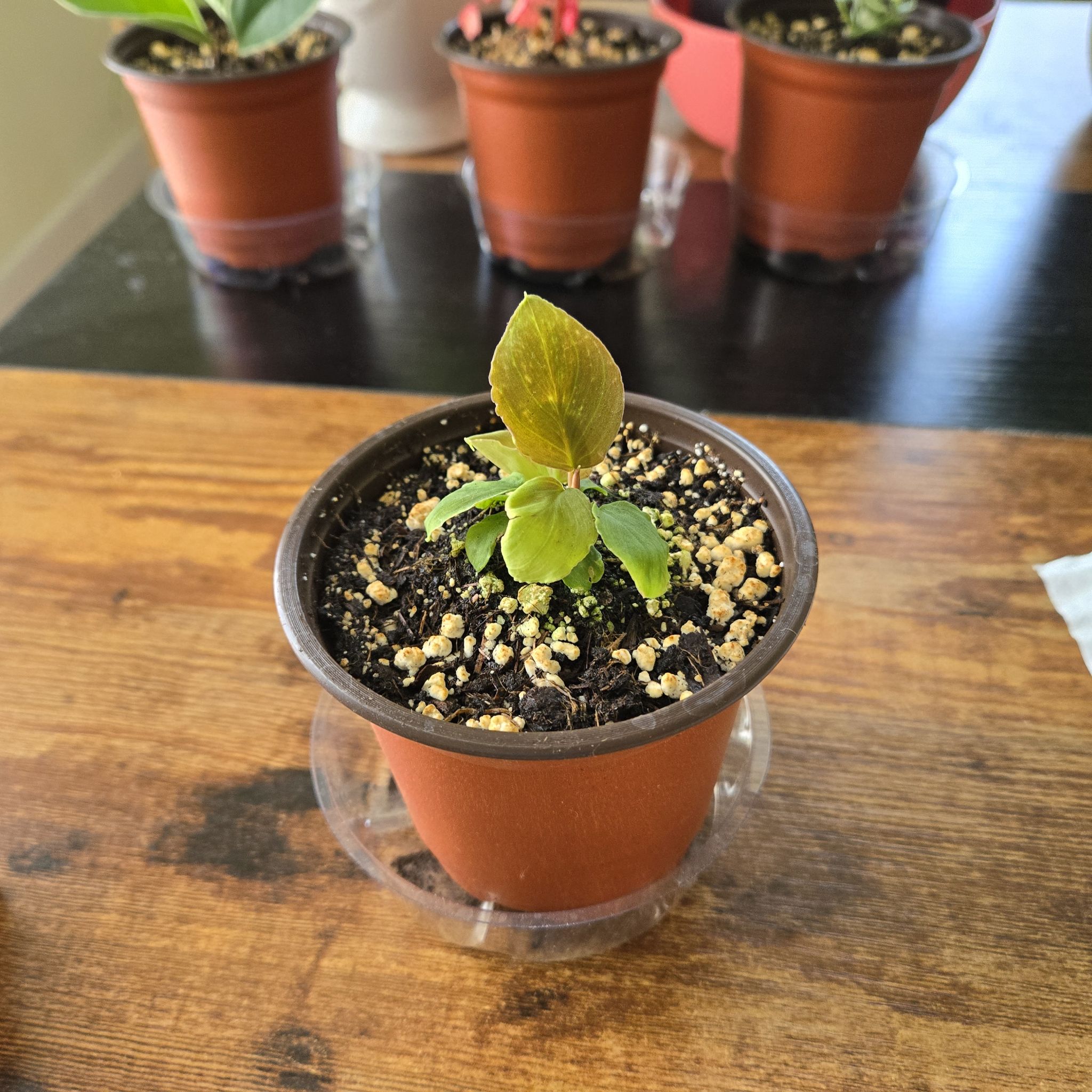 Photo of the plant species Homalomena Black Velvet by @WarmSempervivum named Rainier on Greg, the plant care app