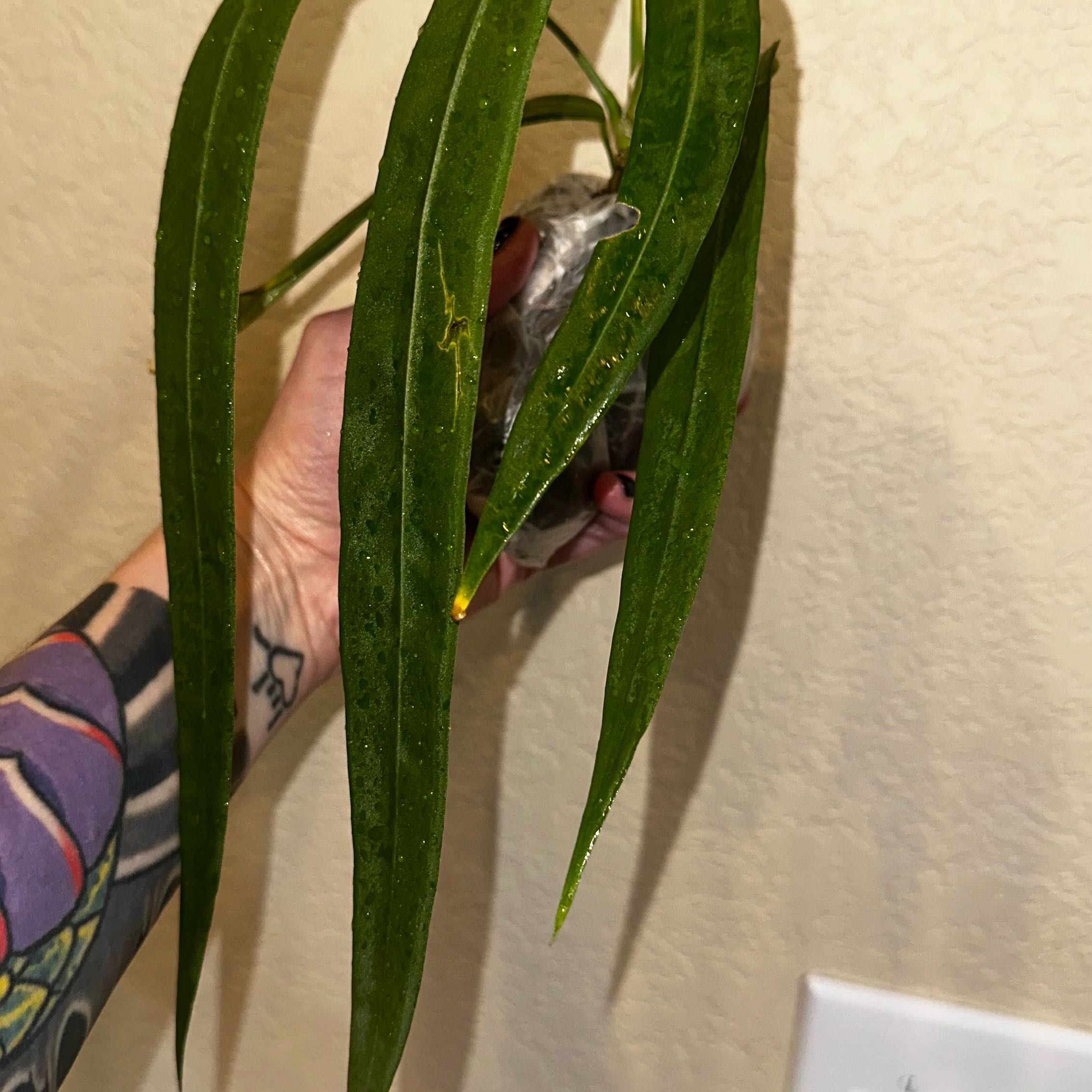Photo of the plant species Strap Leaf Anthurium by @YummyMoneymaker named Queen on Greg, the plant care app