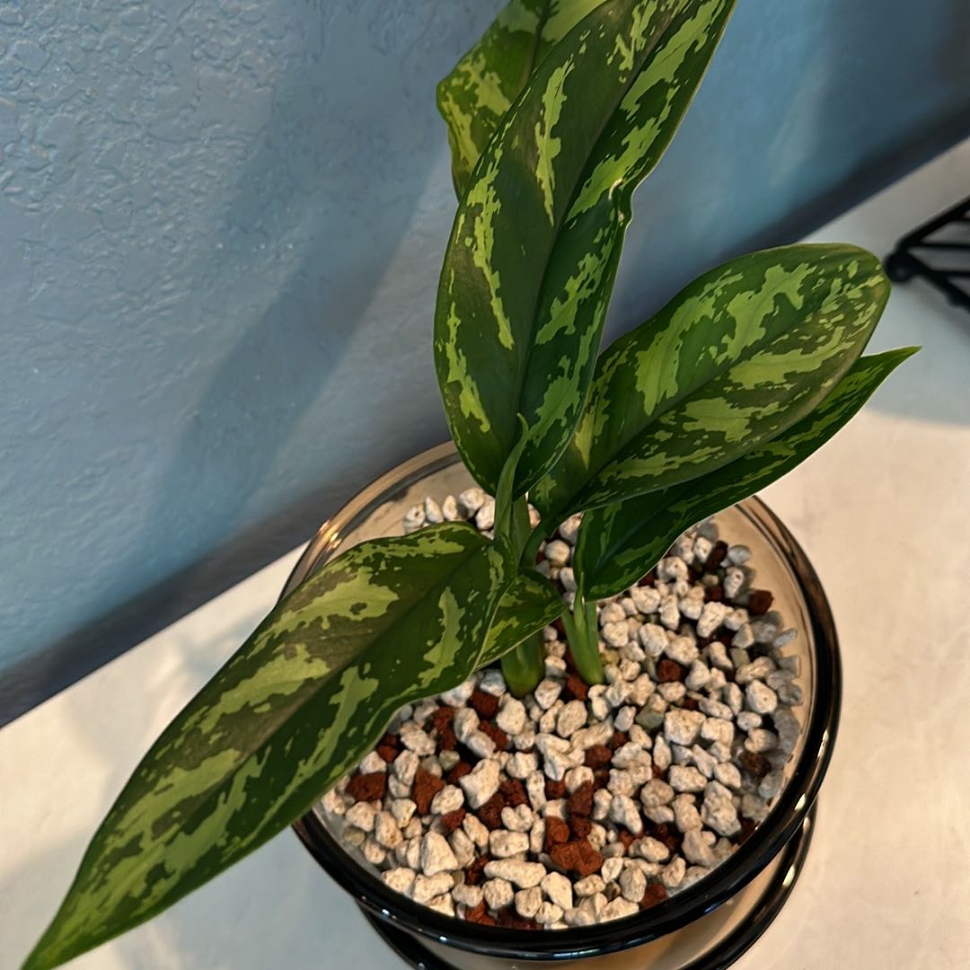 Aglaonema 'Tigress' plant in a pot with pebble substrate, healthy green leaves.