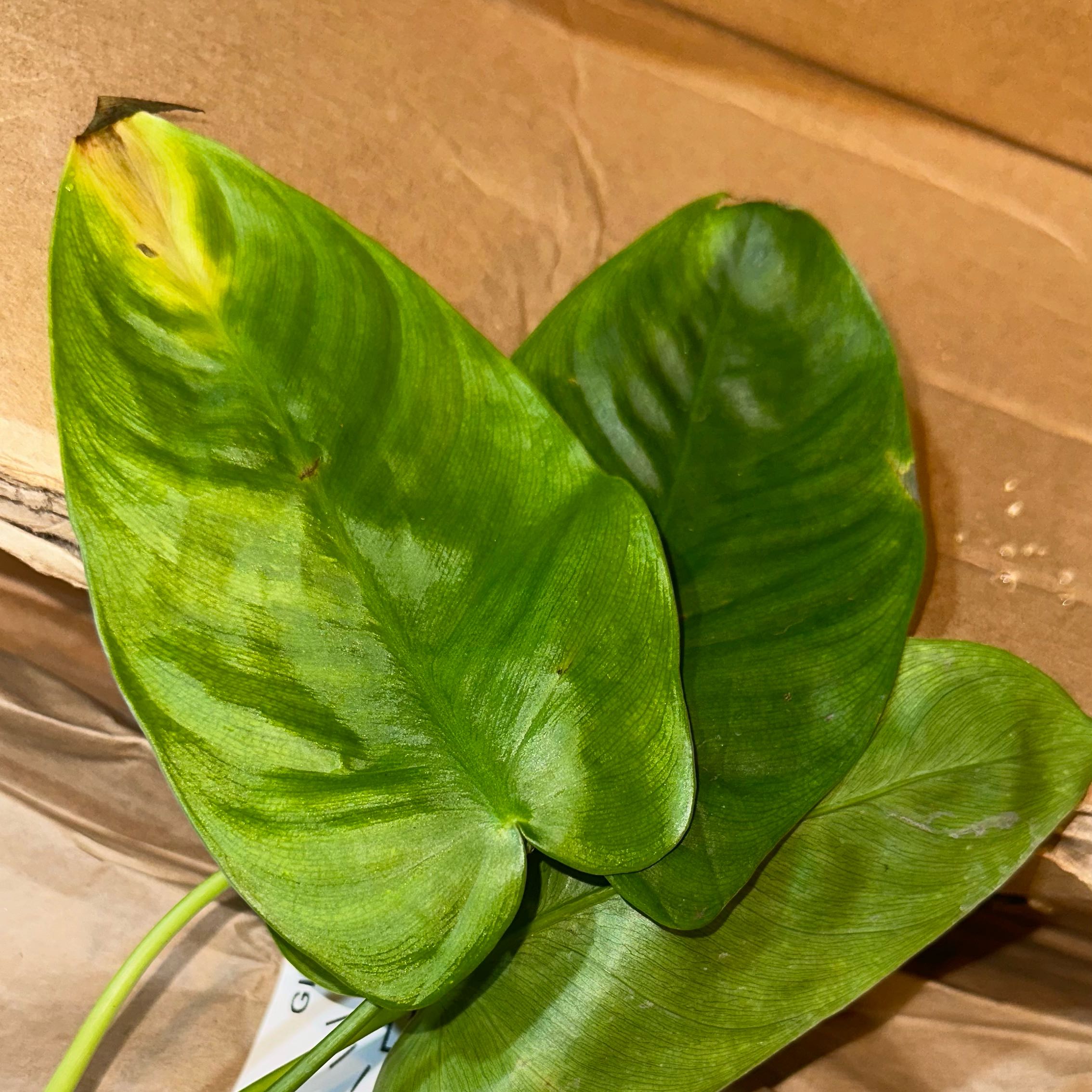 Photo of the plant species Philodendron 'Eva' by @YummyMoneymaker named LiloStitch on Greg, the plant care app