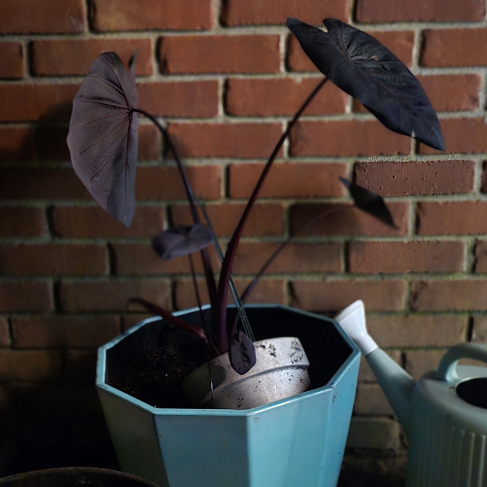 Photo of the plant species Colocasia 'Black Sapphire Gecko' by @HunkyJavamoss named Athena on Greg, the plant care app