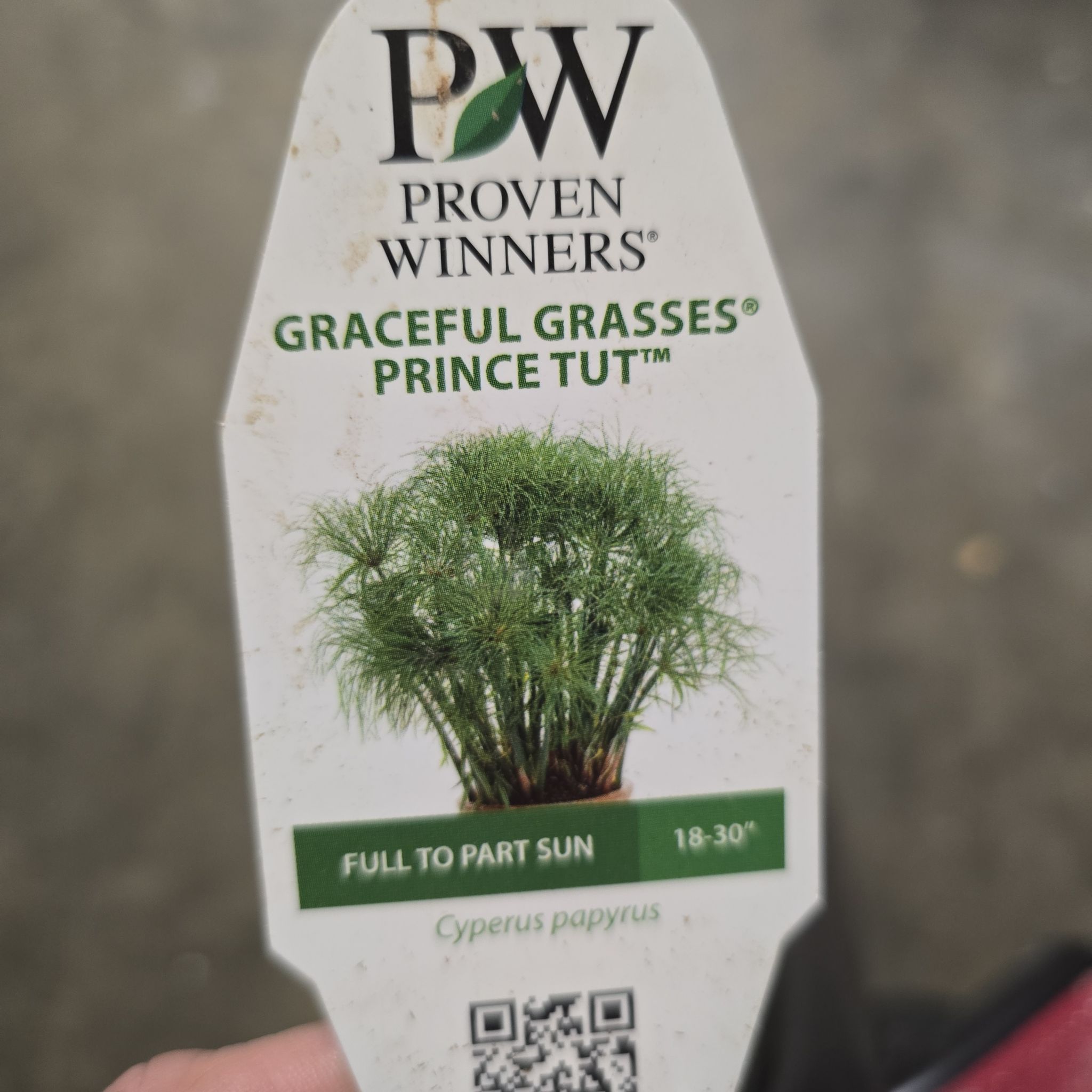 Photo of the plant species Prince Tut Cyperus by @HunkyJavamoss named Tutty on Greg, the plant care app