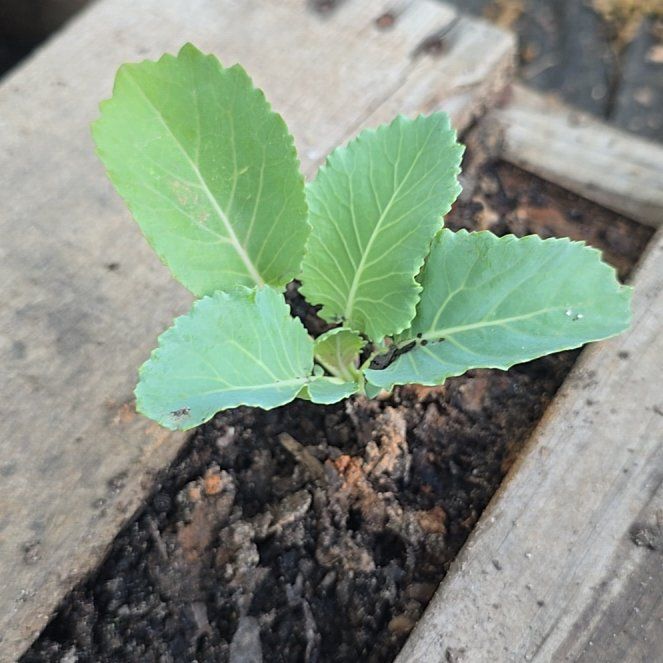 Photo of the plant species Collard Greens by @HunkyJavamoss named Beckham on Greg, the plant care app