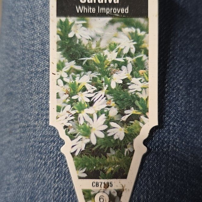Photo of the plant species Fan Flower 'Surdiva White' by @HunkyJavamoss named Diana on Greg, the plant care app
