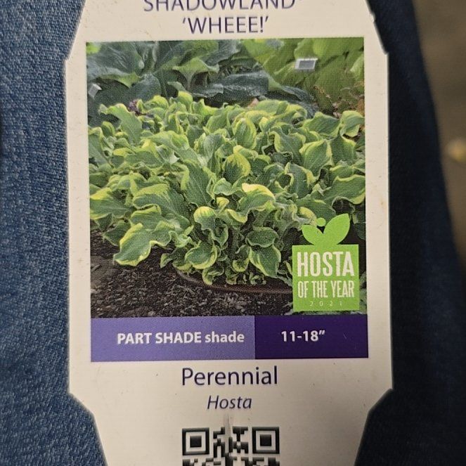 Photo of the plant species Hosta 'Wheee!' by @HunkyJavamoss named Taylor Swift on Greg, the plant care app