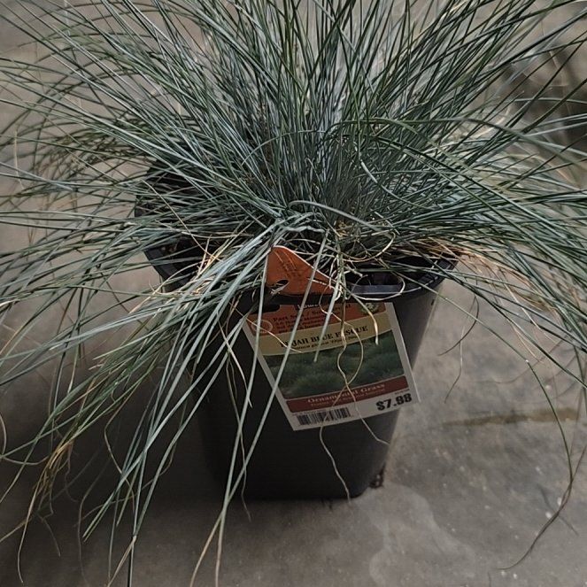 Photo of the plant species Blue Fescue by @HunkyJavamoss named Achilles on Greg, the plant care app