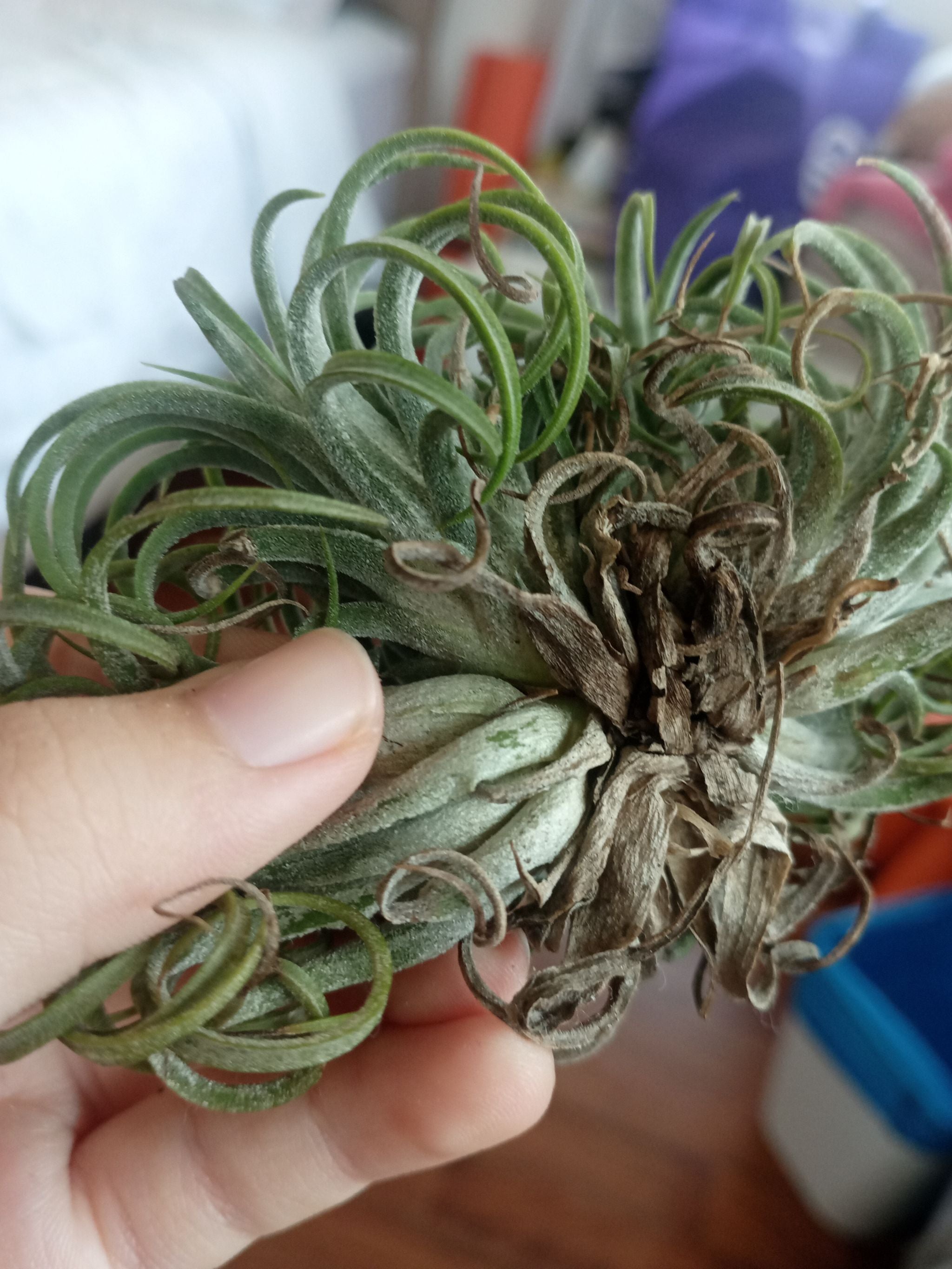 🌸 Blushing Bride Air Plant Hardiness Zones 11a12b