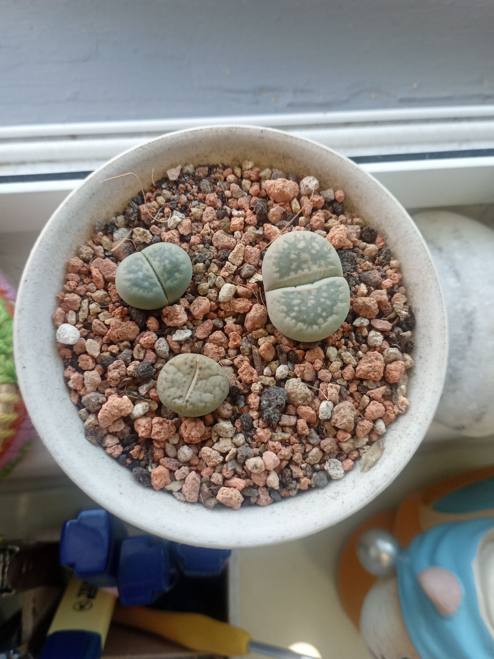 Living Stones Plant Care: Water, Light, Nutrients | Greg App 🌱