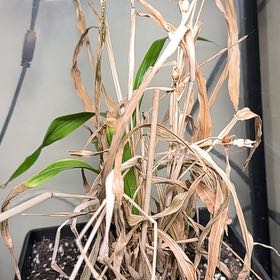 Photo of the plant species Job's Tears by @LuckyWaxvine named Rosary Plant on Greg, the plant care app