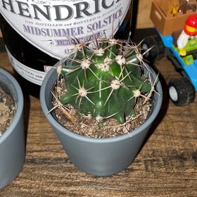 Photo of the plant species Townsend Barrel Cactus by @GemGoldensedum named Naomi on Greg, the plant care app