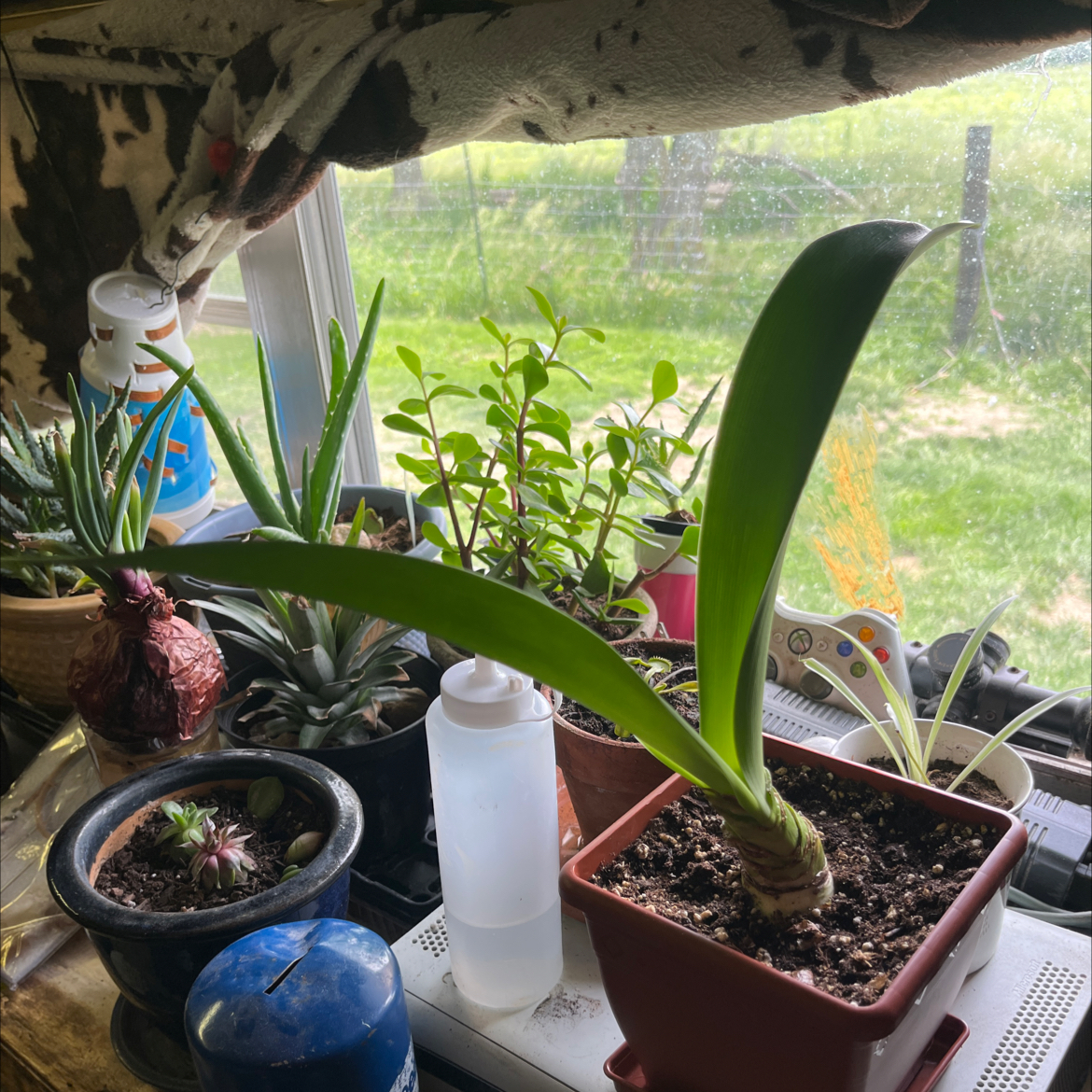 Maryllis