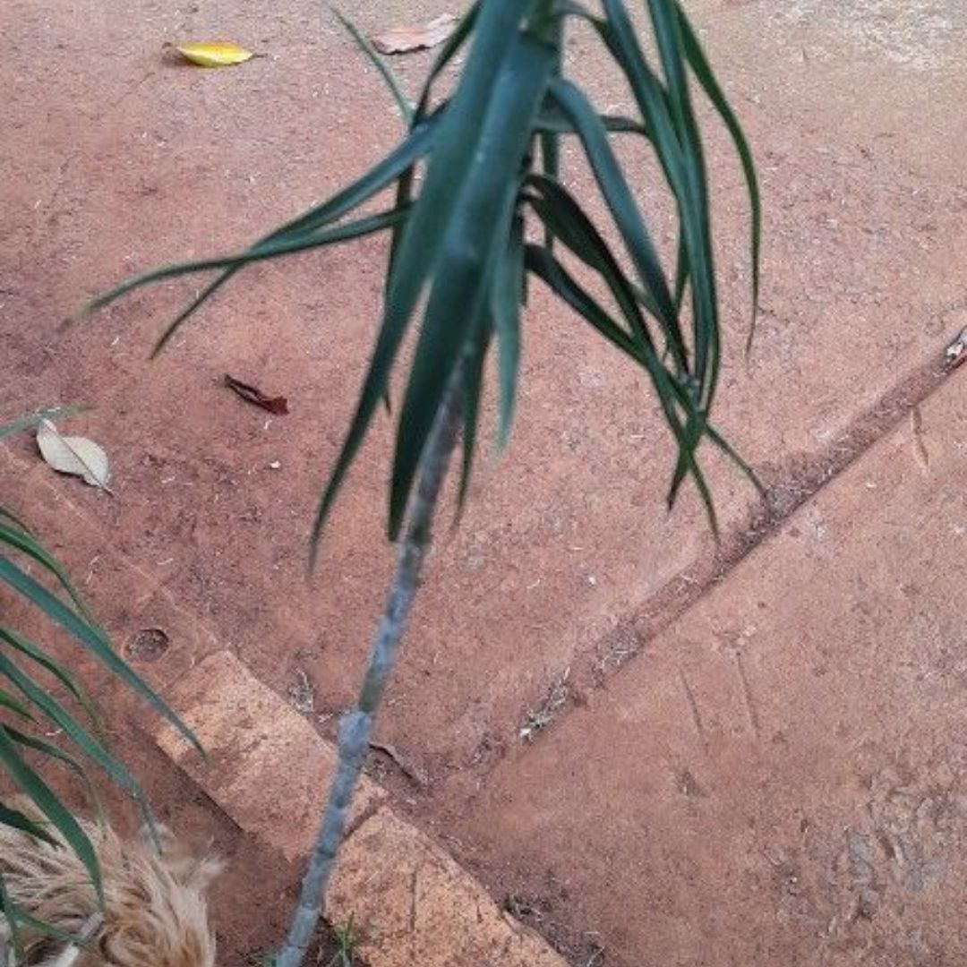 Photo of the plant species Hardy Aloe by @Sunnybear named Walter on Greg, the plant care app