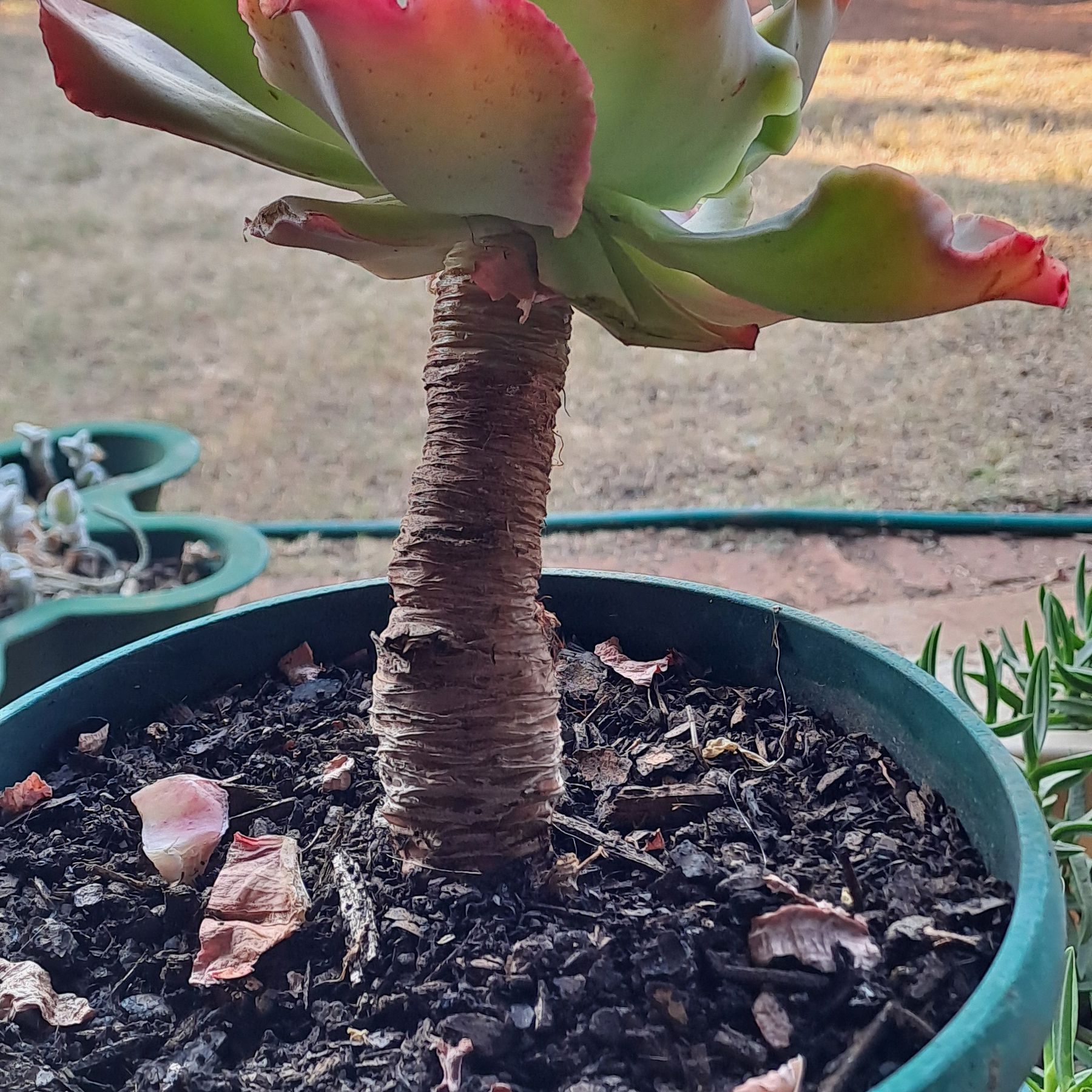 Photo of the plant species Giant Blue by @Sunnybear named Sora on Greg, the plant care app