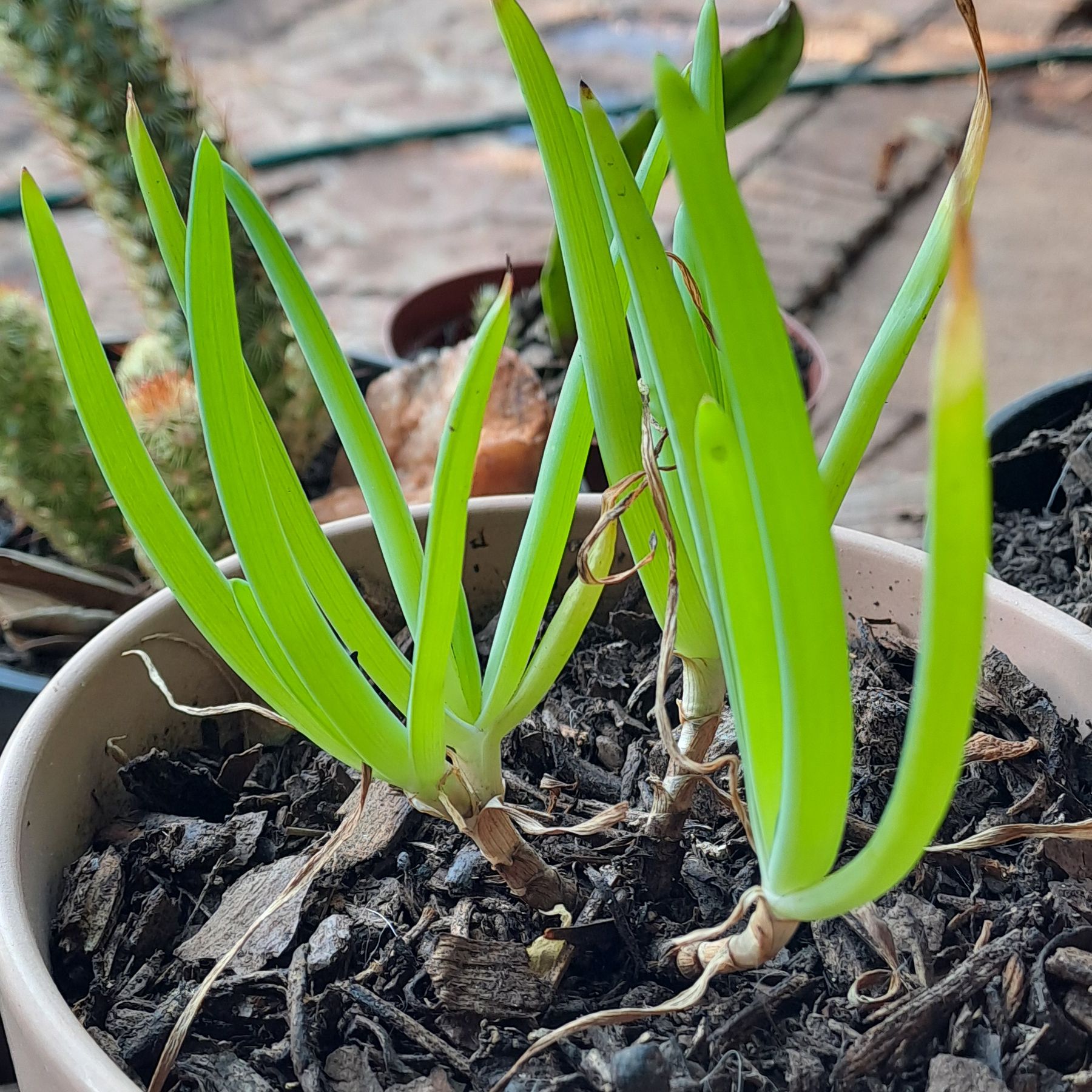 Photo of the plant species Stalked Bulbine by @Sunnybear named Harry on Greg, the plant care app