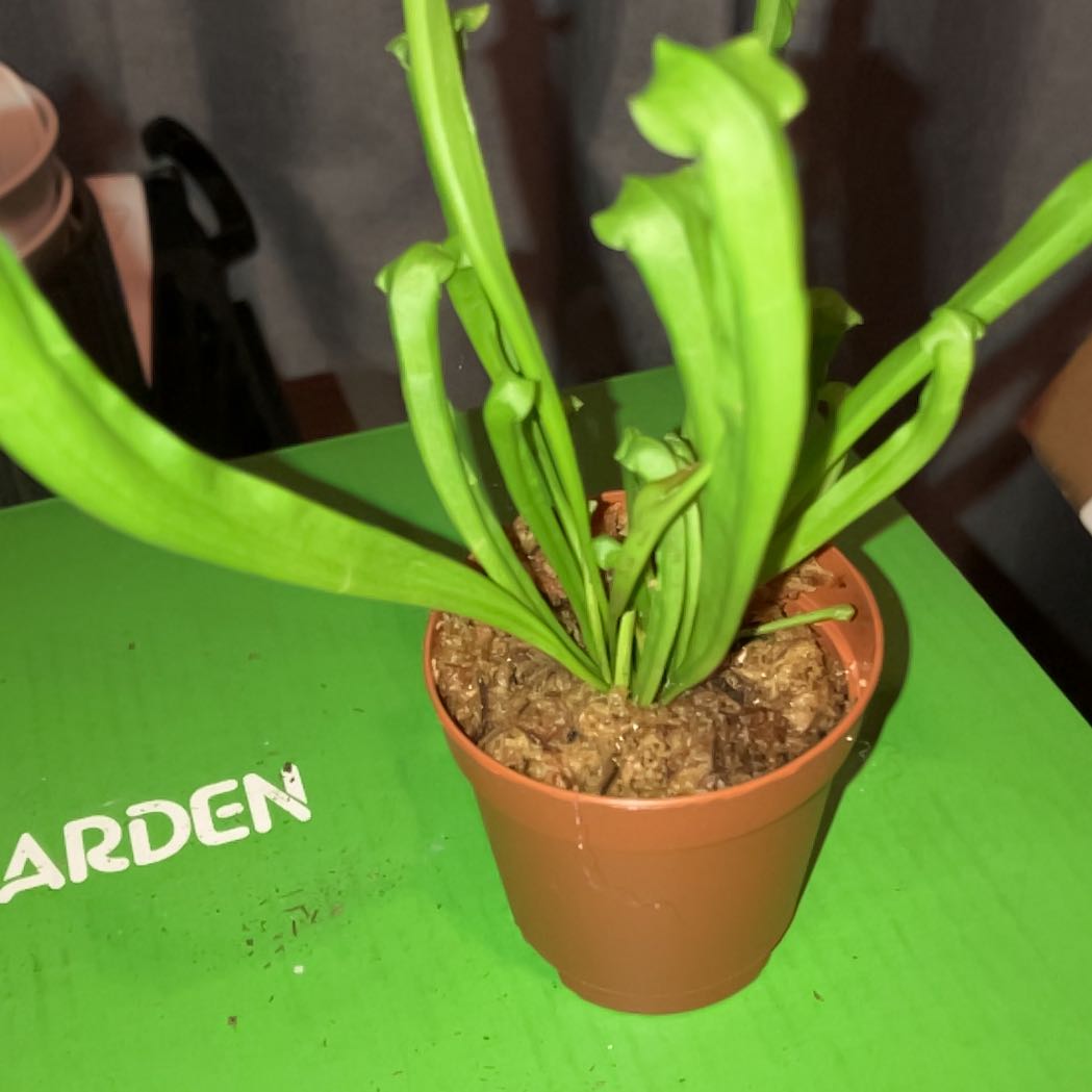 Potted Yellow Pitcher Plant with elongated, tubular leaves. Soil is visible.