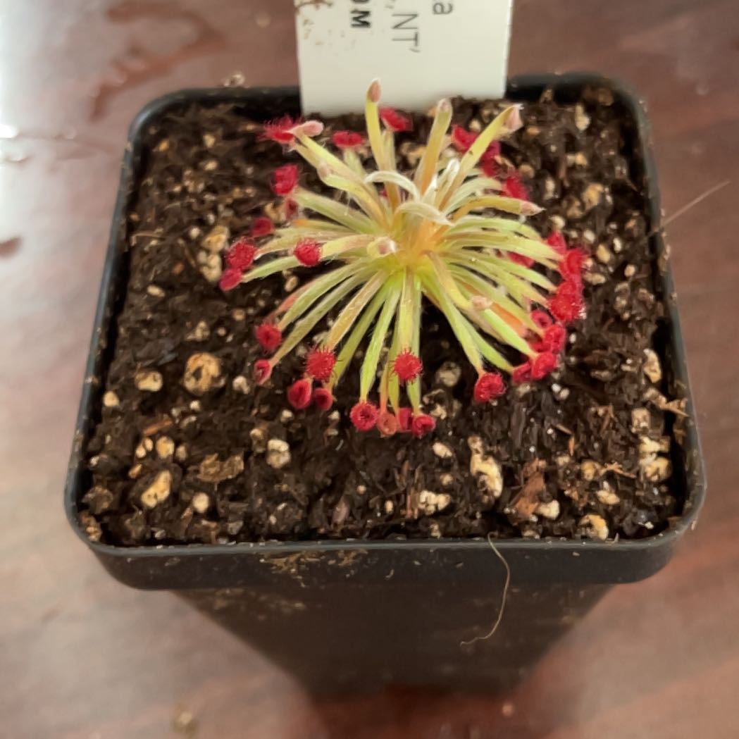 Photo of the plant species Sundew by @BC_Chillen named ChloroPhil on Greg, the plant care app