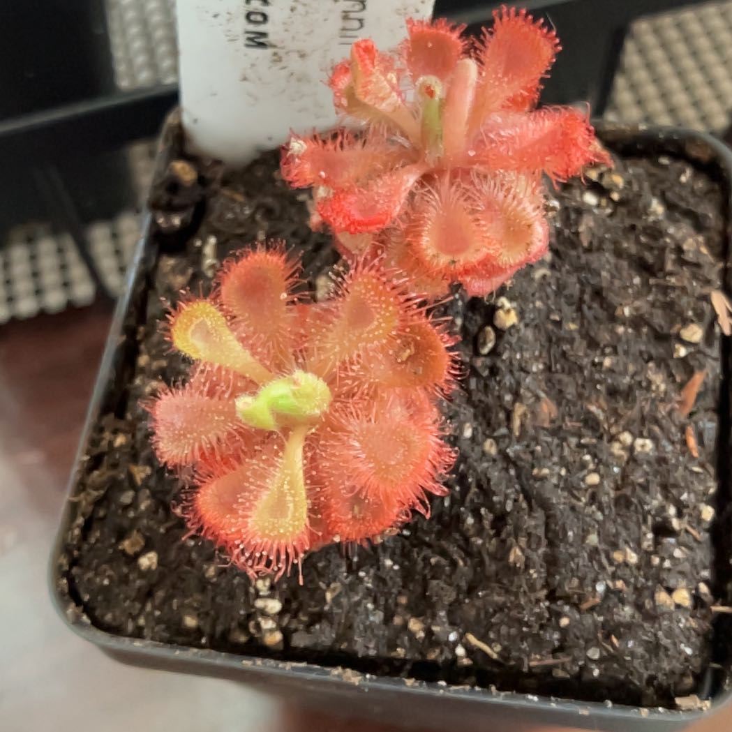 Photo of the plant species Pygmy Sundew by @BC_Chillen named Figyonce on Greg, the plant care app