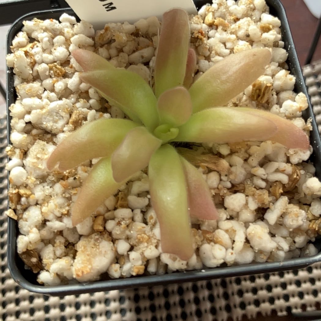 Photo of the plant species Pinguicula agnata gypsicola by @BC_Chillen named Elina on Greg, the plant care app