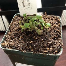 Photo of the plant species Terrestrial Bladderwort by @BC_Chillen named Beckham on Greg, the plant care app