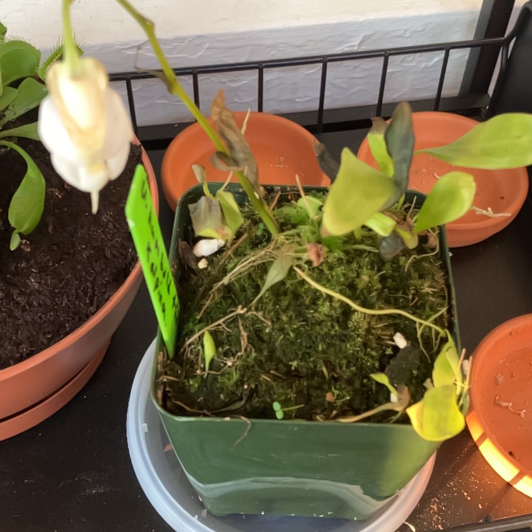 Photo of the plant species Utricularia by @BC_Chillen named Marley on Greg, the plant care app