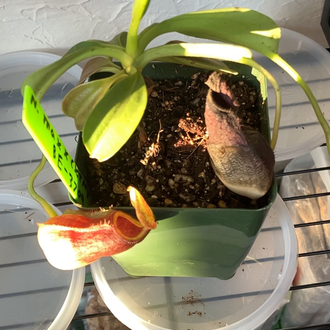 Photo of the plant species Nepenthes maxima by @BC_Chillen named Taylor Swift on Greg, the plant care app