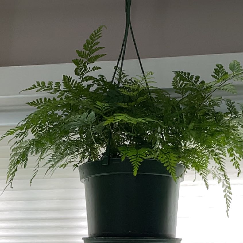 Photo of the plant species Black Rabbit Foot Fern by @NiceScrubpine named Sproutacus on Greg, the plant care app