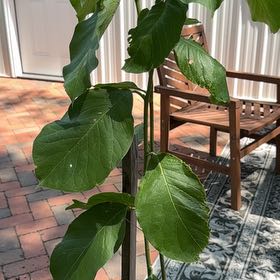 Photo of the plant species Magnolia by @CivilSiamtulip named Joanna on Greg, the plant care app