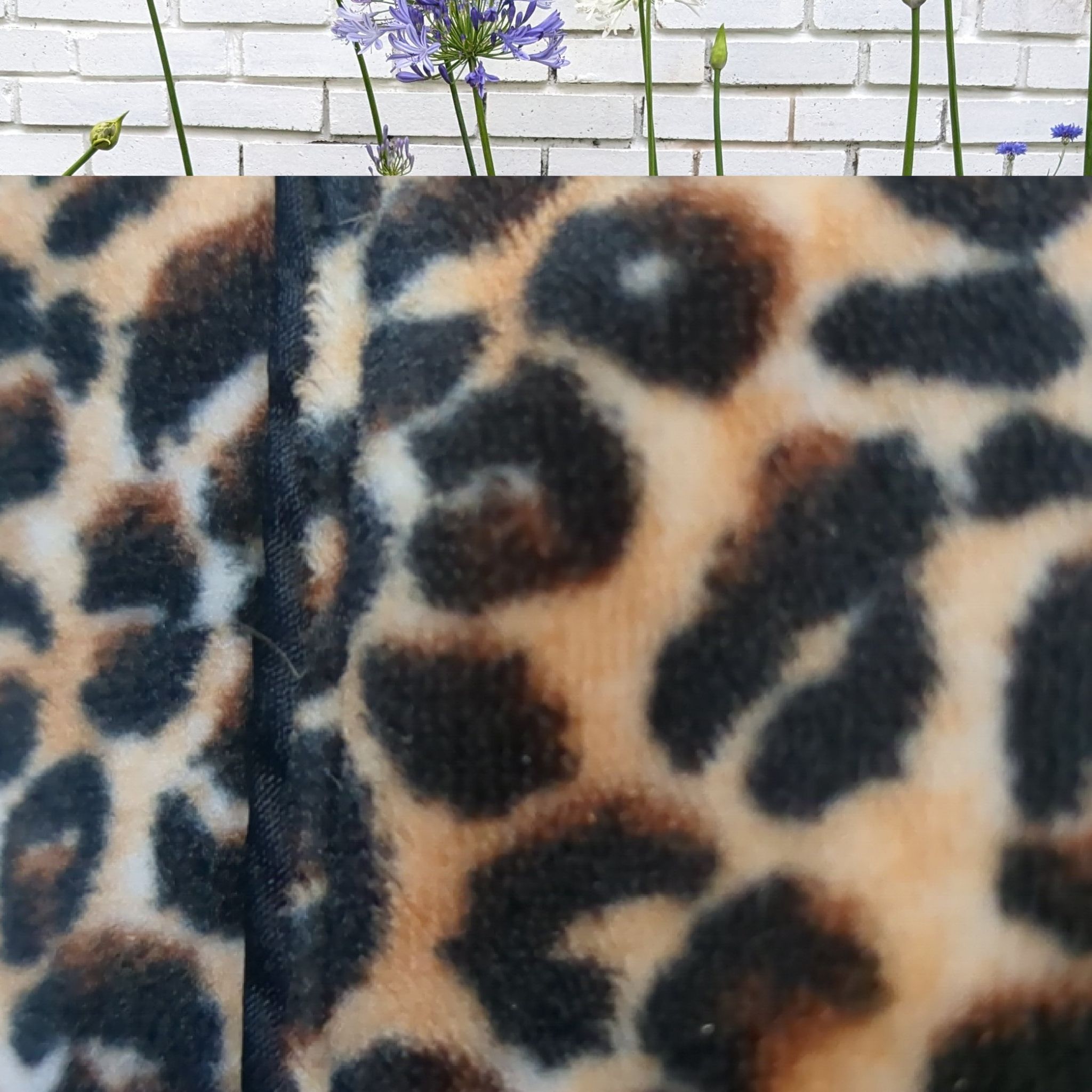 Photo of the plant species Midknight Blue Agapanthus by @HunkyDeathcamas named Sonora on Greg, the plant care app