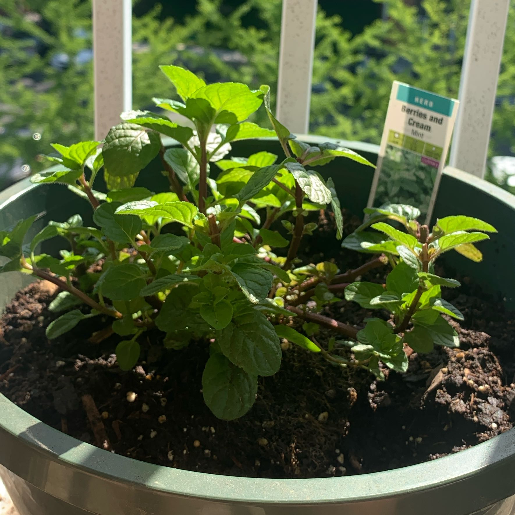 berries and cream mint plant