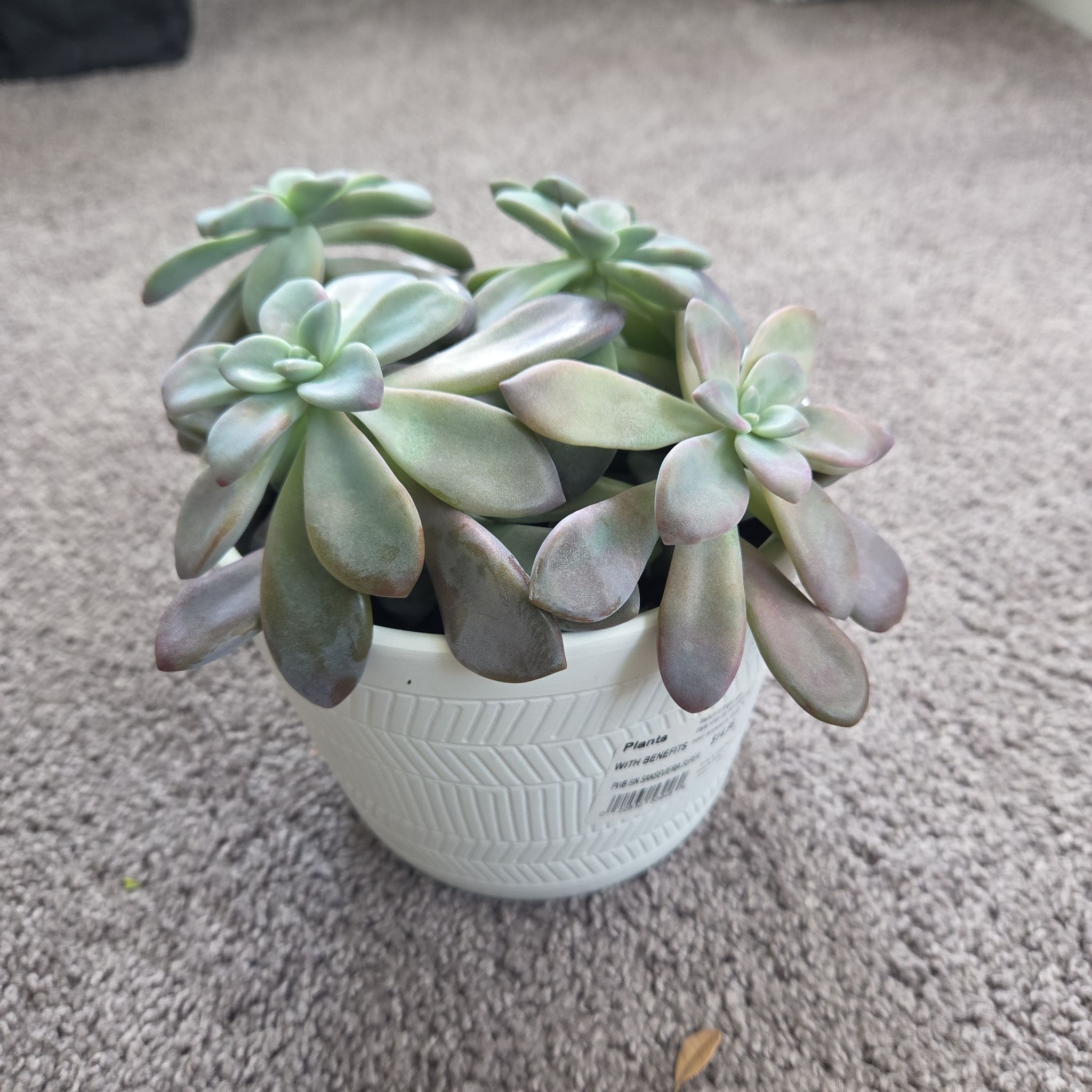 Photo of the plant species Graptopetalum 'Murasaki' by @BrainyFuscia named Eleanor on Greg, the plant care app