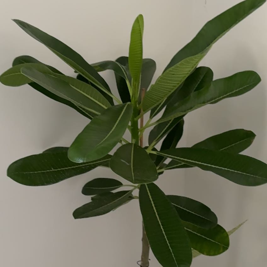 A healthy Singapore Graveyard Flower plant with broad, dark green leaves.