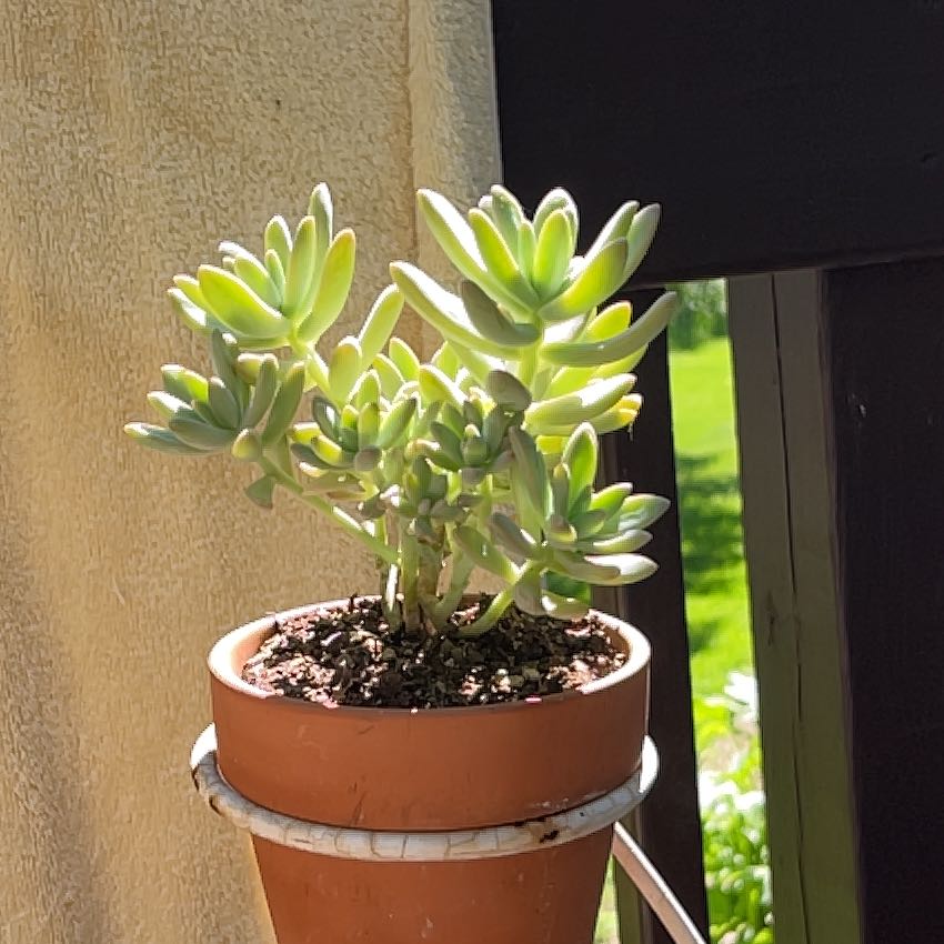 Photo of the plant species Graptosedum by @LordLukasikii named String bean on Greg, the plant care app